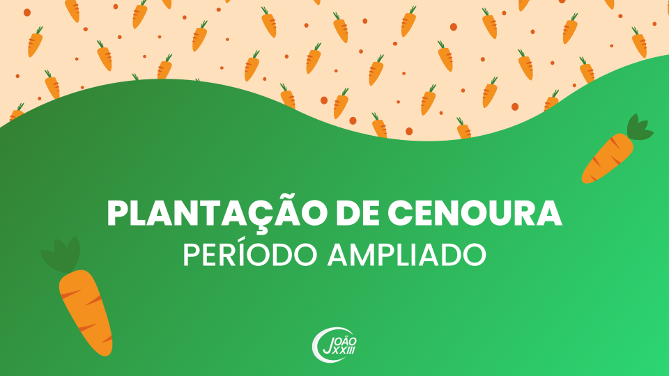 Read more about the article Plantando cenouras